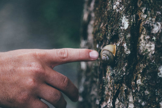 From Slime to Shine: How Snail Mucin Transforms Your Skin